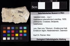 Foto (Objket + Etiketten) von Gastrosacus tuberosiformis (Lorenthey, 1929) 